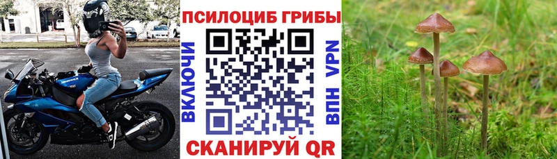 купить наркоту  Плёс  MEGA как зайти  Псилоцибиновые грибы мухоморы 